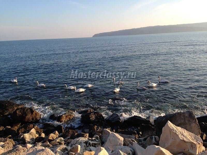 Варна море Черное фото лебеди