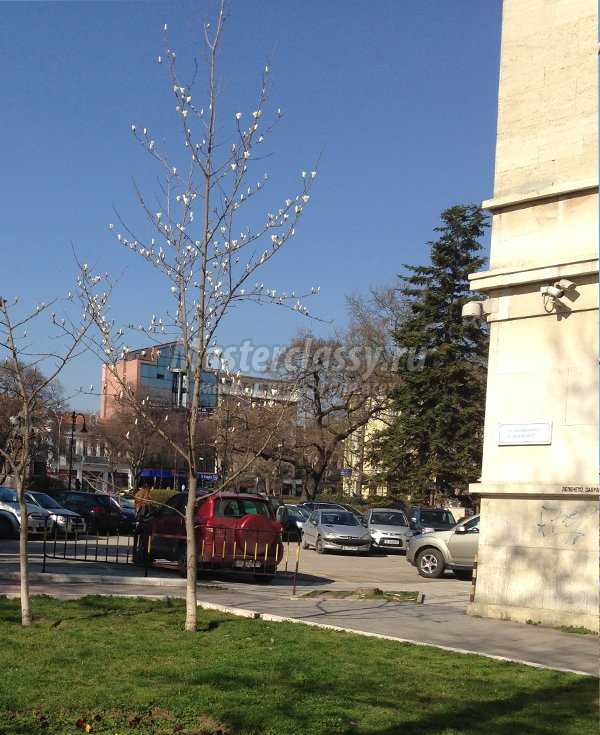 деревья Болгарии фото