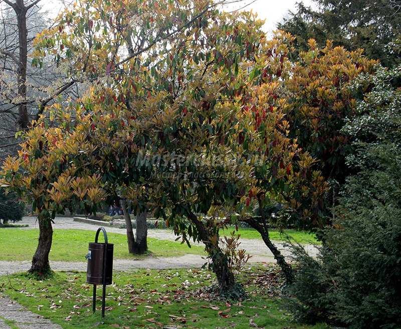 Деревья в Болгарии. Фото