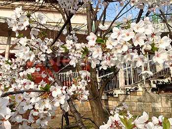 Деревья Болгарии. Цветущие вишни