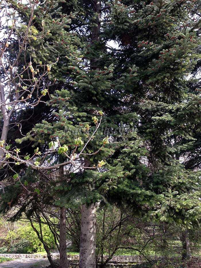 деревья Болгарии фото
