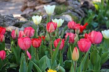 Цветы Болгарии. Тюльпаны: фото