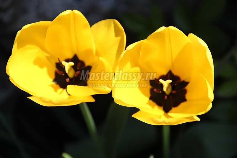 желтые тюльпаны фото