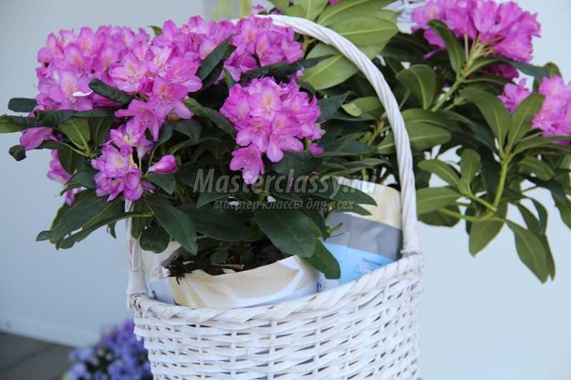 цветы в Болгарии фото