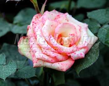 Цветы розы Болгарии. Фото