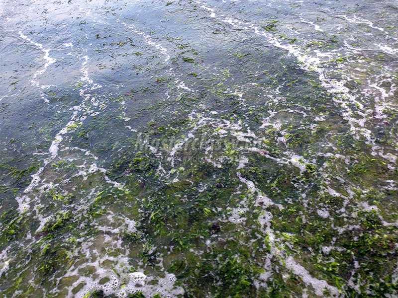 черное море водоросли фото