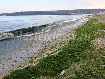 Черное море и водоросли. Фото из Варны