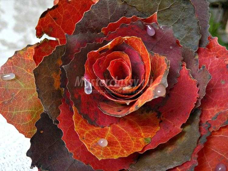 красивая роза из осенних листьев