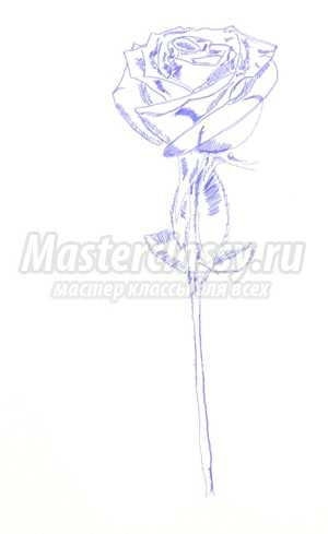 Как нарисовать розу: поэтапно с фото