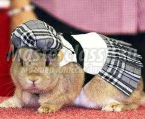 Одежда для декоративных кроликов своими руками