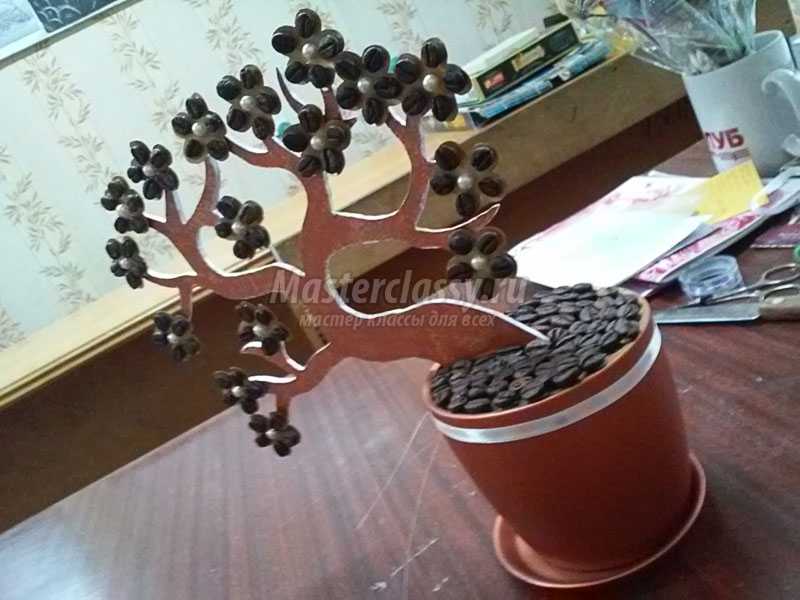 кофейное дерево своими руками