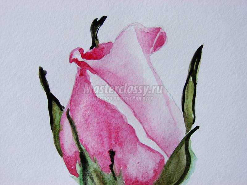 как нарисовать розу красками акварель