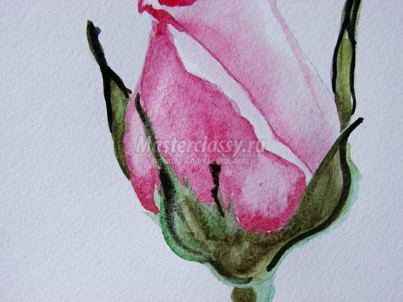 как нарисовать розу красками акварель