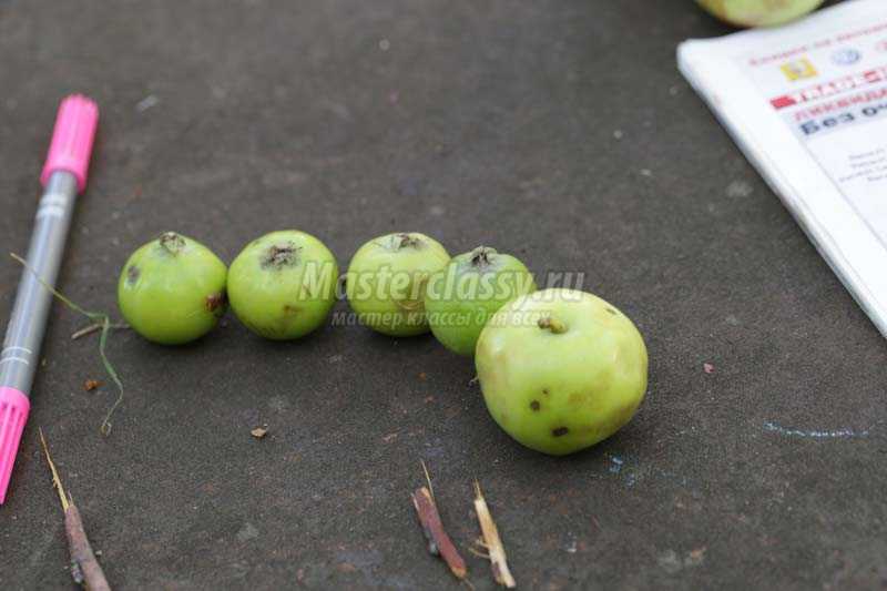 Гусеница из яблок поделка в садик