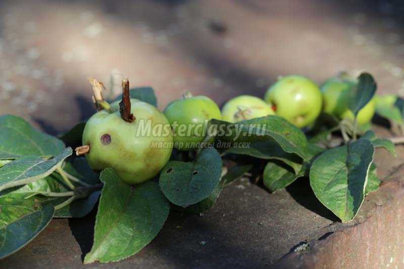 гусеница из яблок поделка