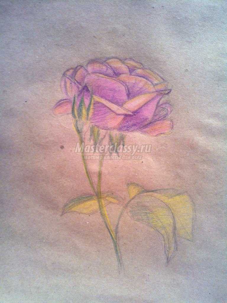 роза рисунок карандашом