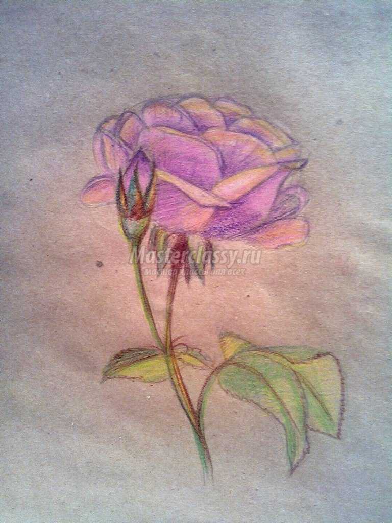 роза рисунок карандашом