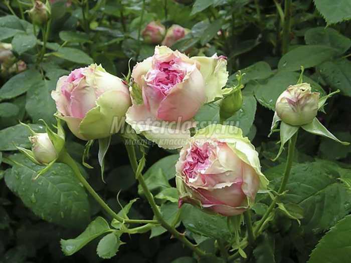 Красивая роза из фоамирана сорта Esperance: пошаговый мастер-класс с фото