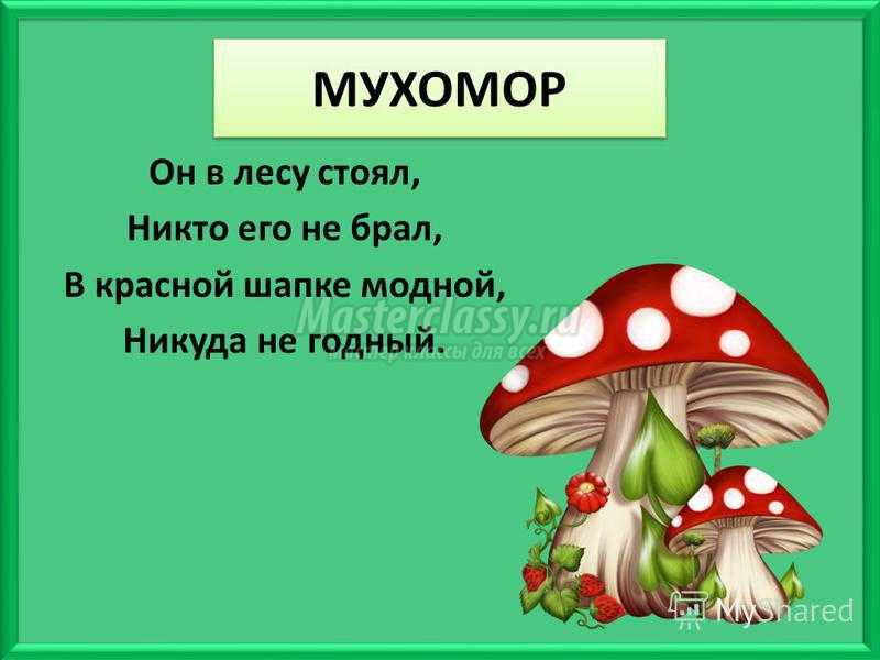 Загадки про грибы с ответами для детей