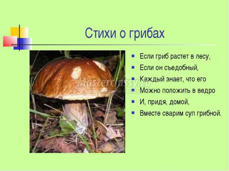 Загадки про грибы с ответами для детей