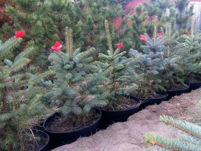 Новогодние живые елки из питомника: разновидности и особенности ухода