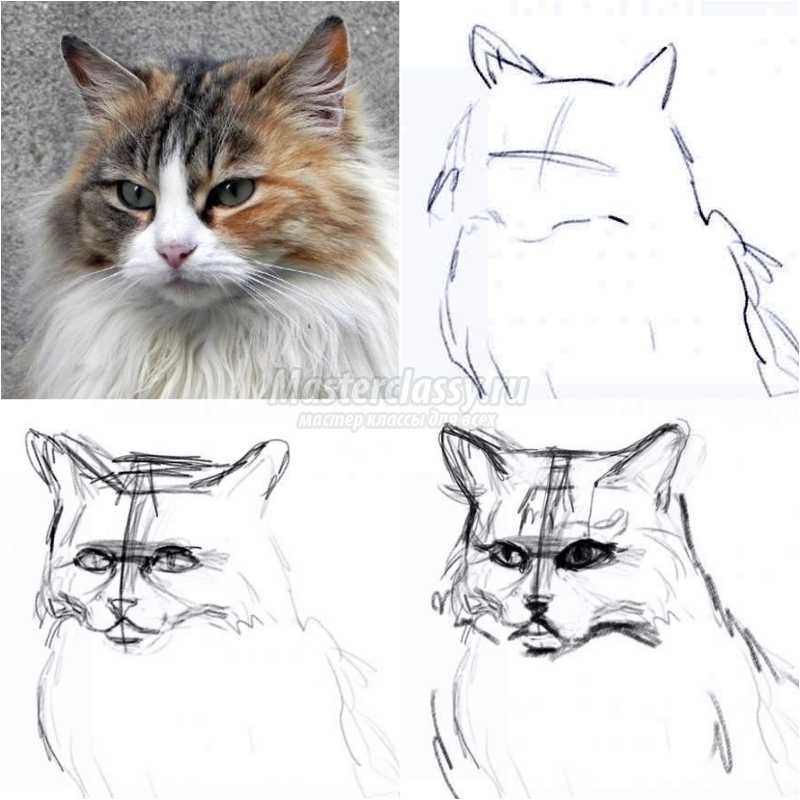Как нарисовать красивую кошку? Легко и просто