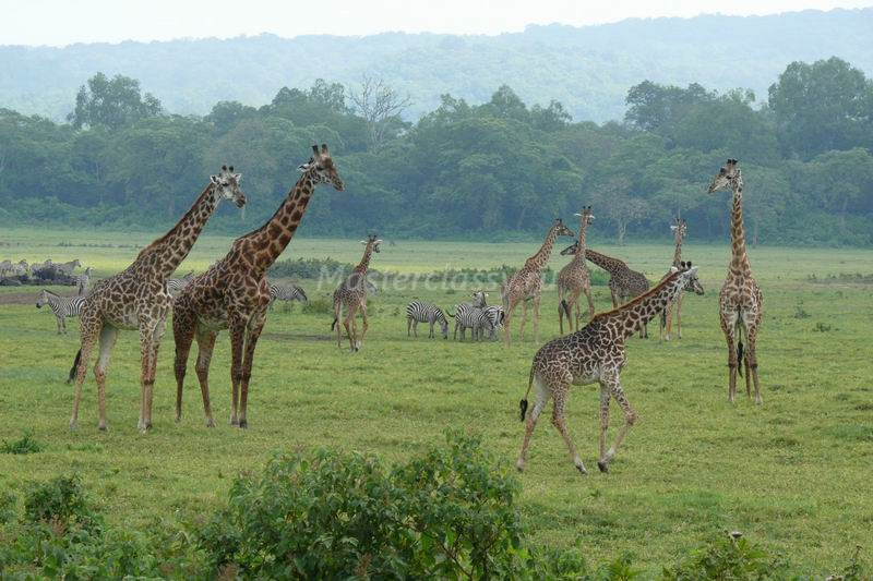 Туры в Танзанию – незабываемый отдых
